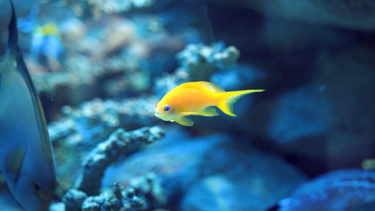 Yellow Fish Beauty