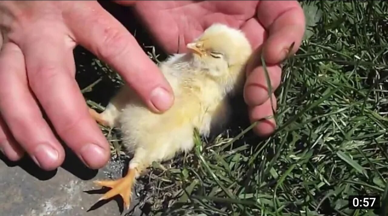 Baby bird falls off to sleep Getting tummy rubber by human