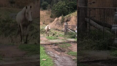 Palomino brumby jumps over cattle grid