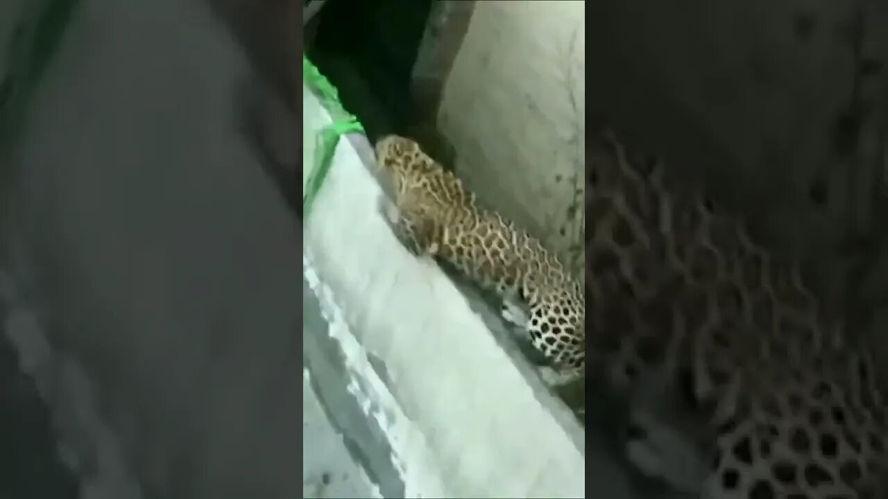 Os Animais vão Dominar as Cidades #shorts
