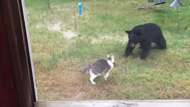 Fearless Cat Scares Off Bear - The Most Amazing Wildlife Encounters