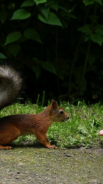 Where and what to feed squirrels?