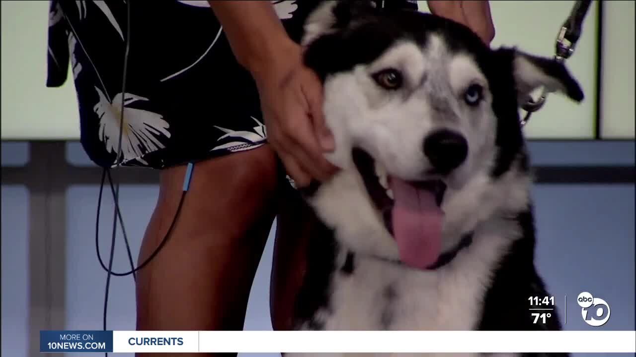 ABC 10News Pet of the Week: Max