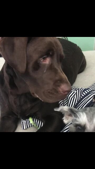 Service Dog Points Out His Best Friend When Asked