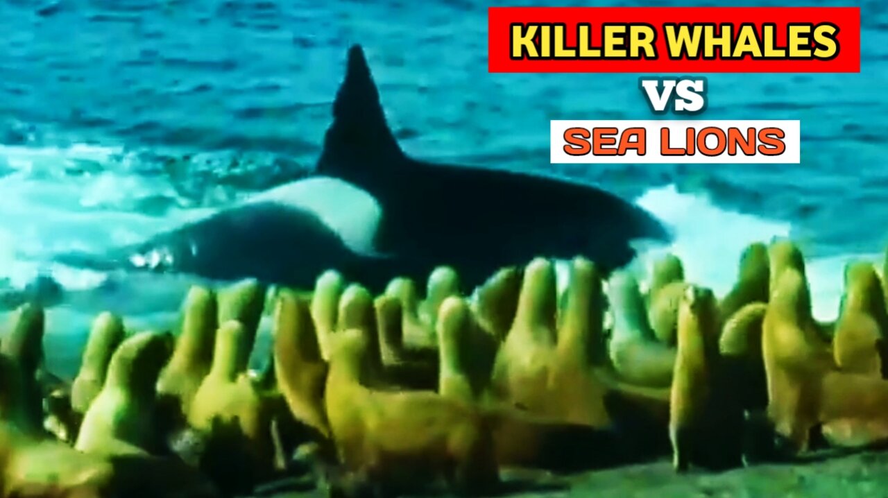 Killer Whales vs Sea Lions | Nature's Great Events |