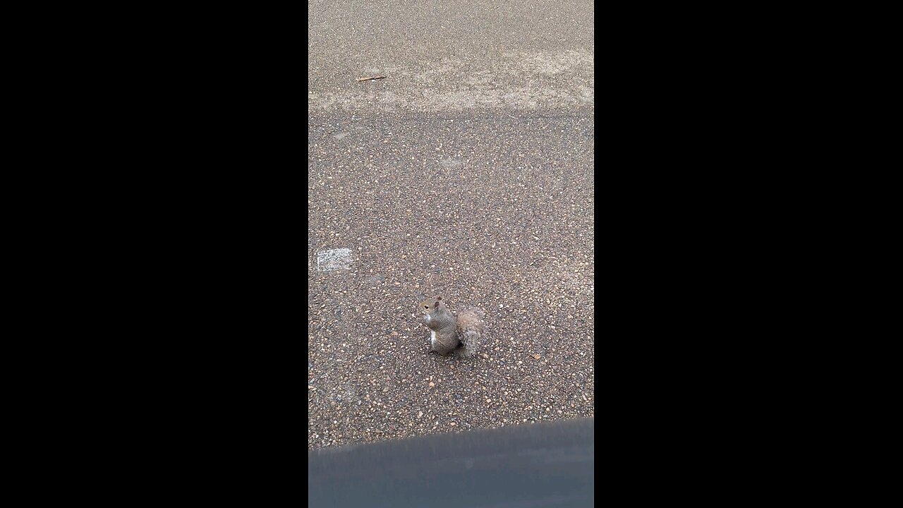 Lunch with a squirrel