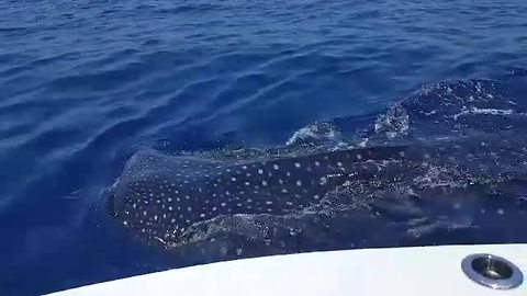 Viewer video: Whale sharks swimming off Boca Grande