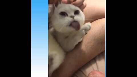Funny Cute Cat's and Dog's life. Cats And Dogs Are Best friends for Humans