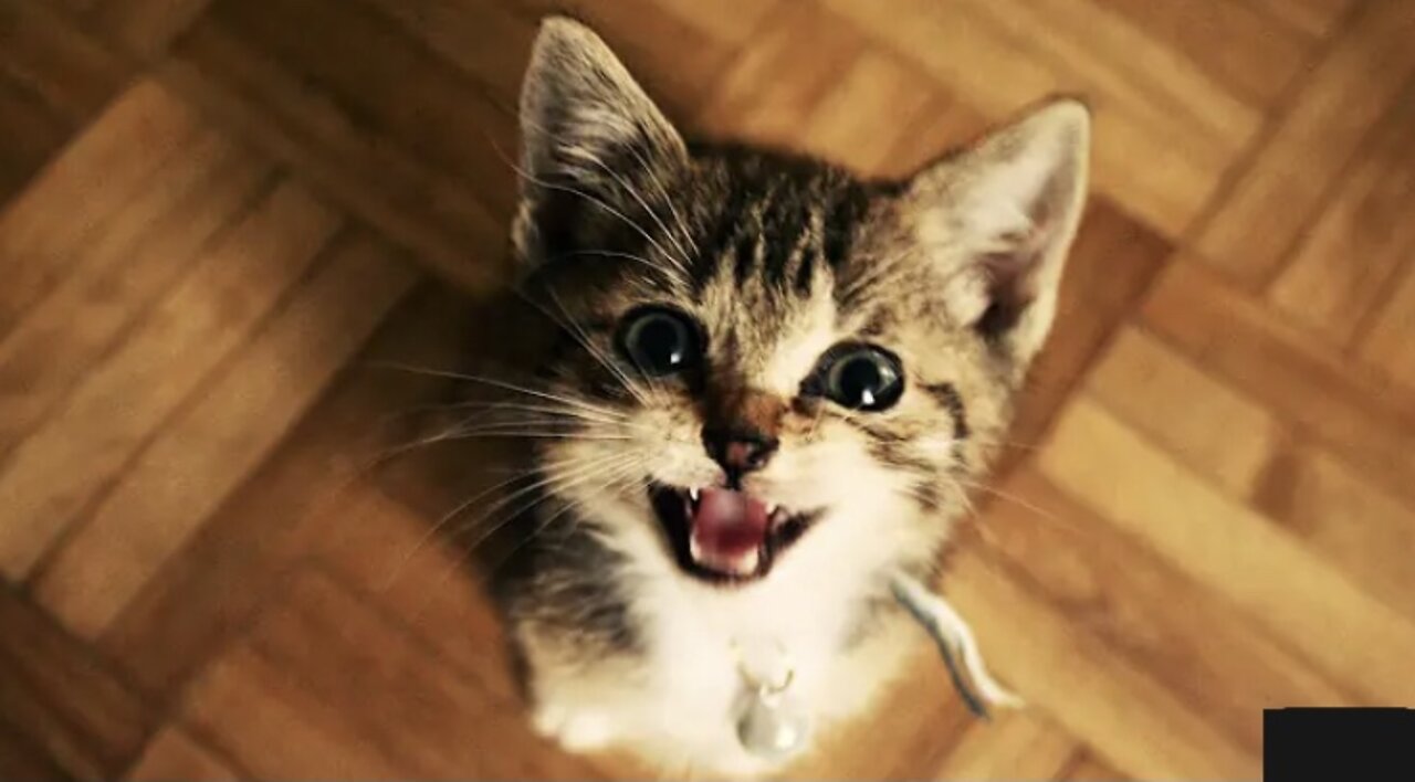 Funny Cats and Kittens Meowing Compilation! Meo! Meo!