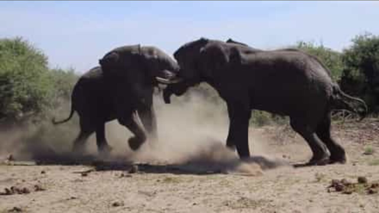 Les combats épiques des animaux!