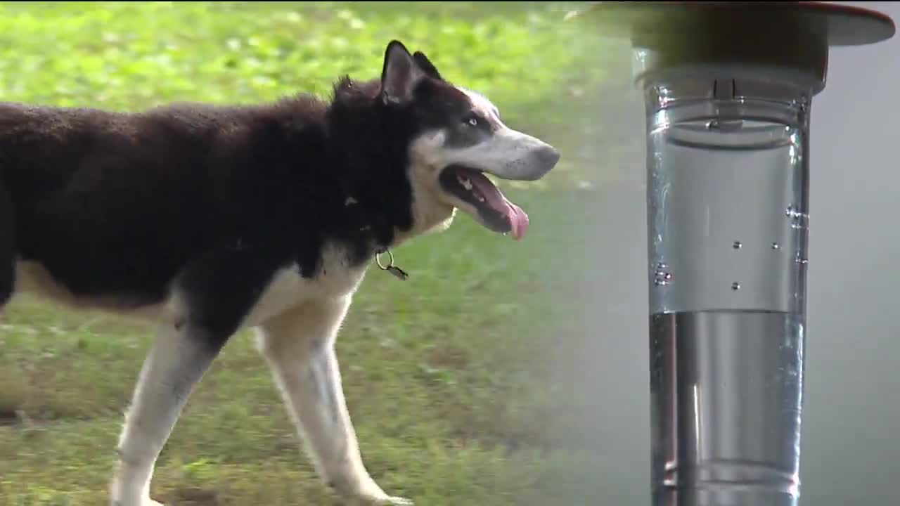 FDA investigating link between dog diets and a deadly heart disease increasing nationwide