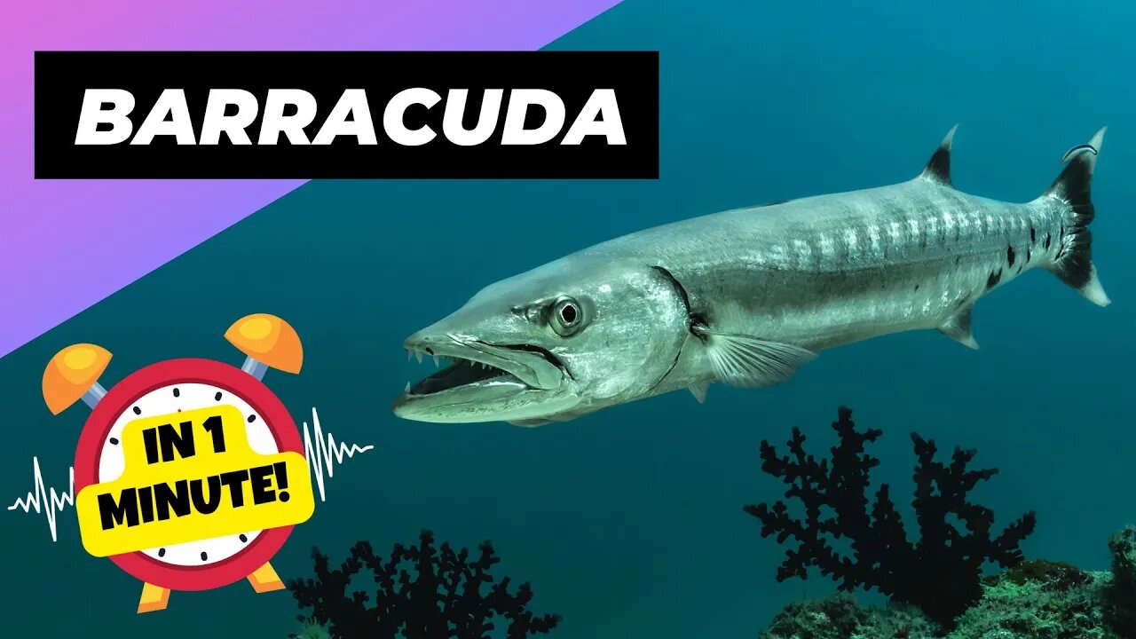 Barracuda - In 1 Minute! 🐟 One Of The Most Dangerous Ocean Creatures In The World | 1 Minute Animals