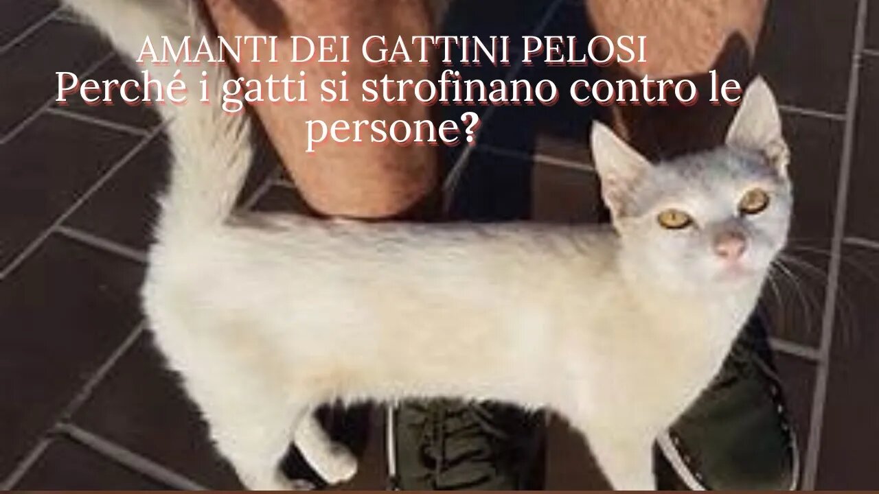 Perché i gatti si strofinano contro le persone?