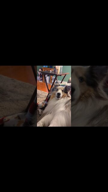 she's such a cute dog