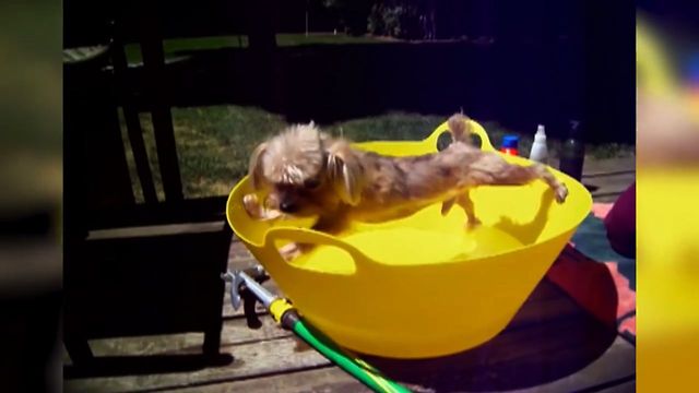 18 Animals Who Hate Baths