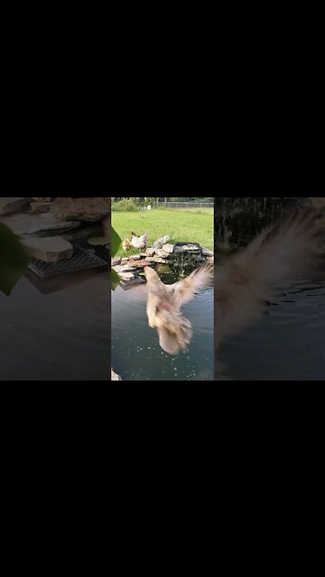 Always Hungry #chickens #chickenshorts #backyardchickens