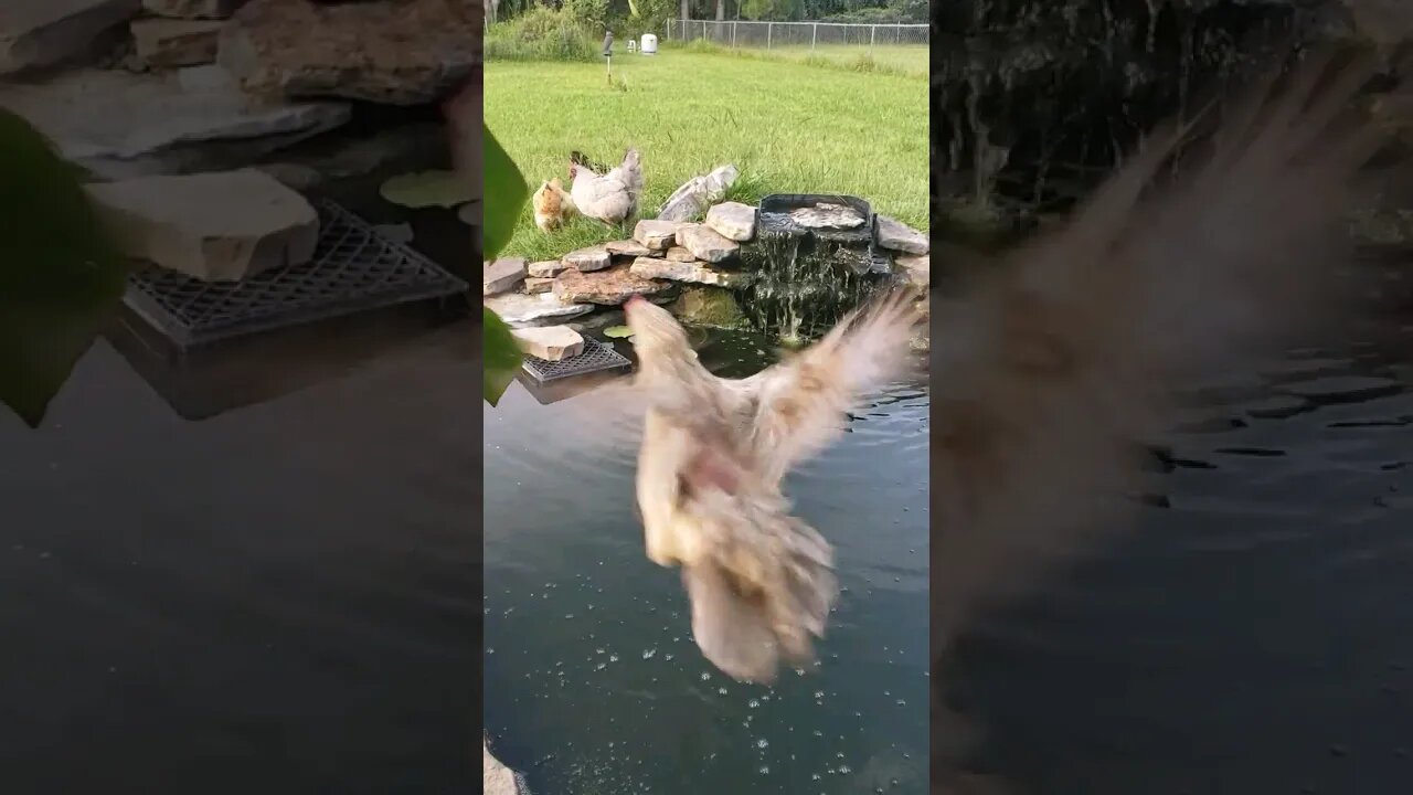 Always Hungry #chickens #chickenshorts #backyardchickens