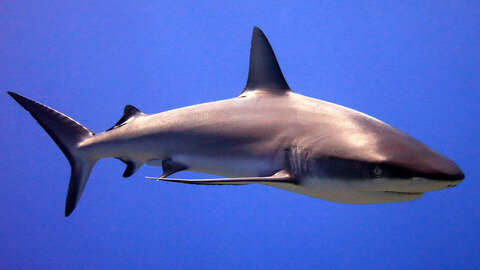 How do sharks that never stop swimming rest? Scientists may have figured it out