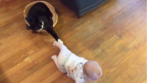 Funny Cats - Baby vs Cats Fun | LIFE FUNNY PETS 🐯🐶