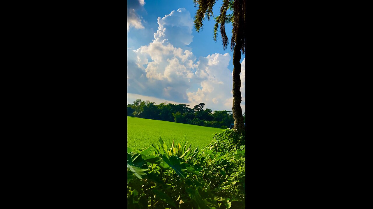 The view of rice fields in a village in Bangladesh is a very beautiful cloudy sky