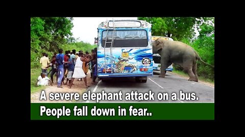 A severe elephant attack on a bus. People fall down in fear