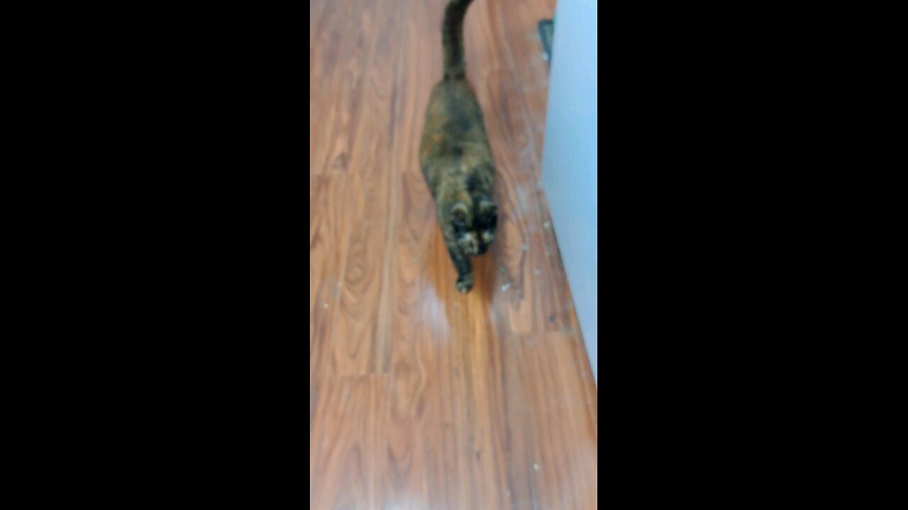 cat 19 elder cat