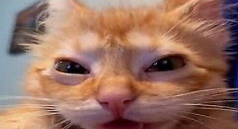 Funniest animal videos *try not to laugh*