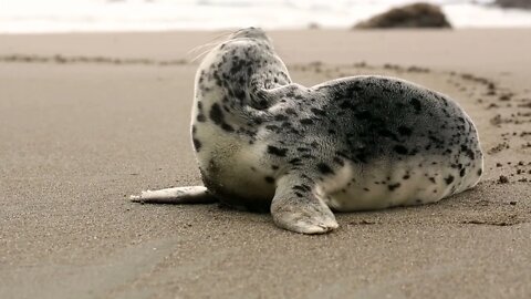 Seal on the beach