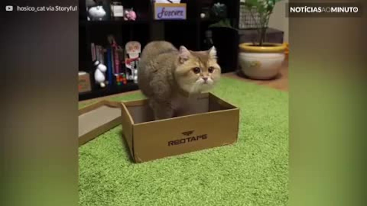 Gatinho adorável se aconchega em sua nova caixa