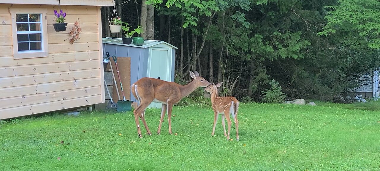 Mother and fawn bonding