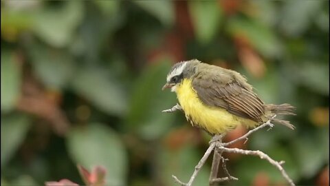 Nature Birds