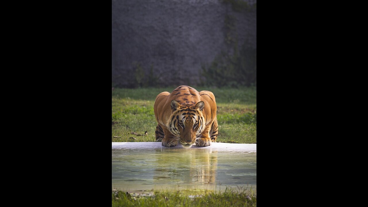 cubs grow up Giles Clark think it's time for spot and stripe to start socializing the adult tiger