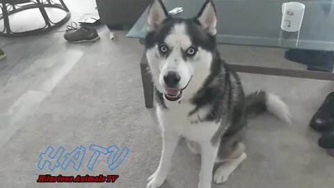 Funny Husky Talking Videos ! Funny Husky