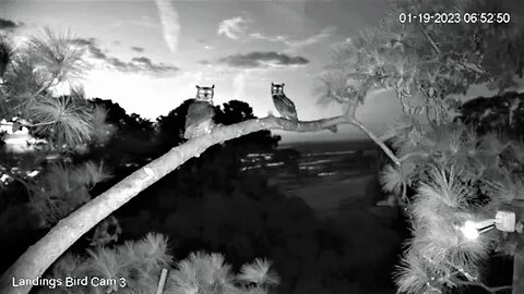 After The Nest Visit-Cam Three 🦉 01/19/23 06:48