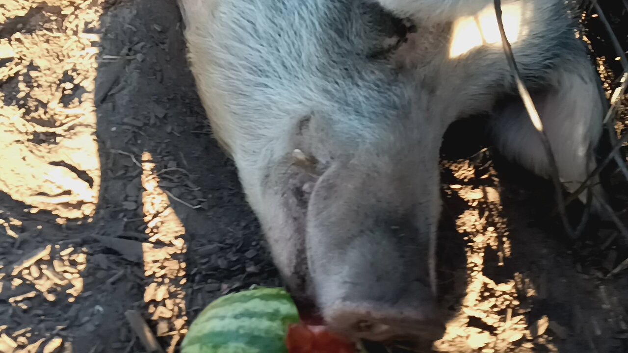 Kevin Loves Watermelon