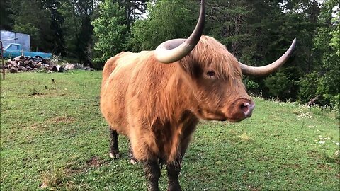 Red rocks and conversation with a cow