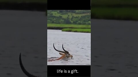 gazelle escaping from jaws of crocodile life is a gift.🤔😳😋😇😬