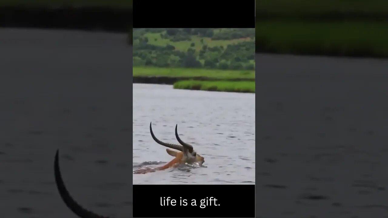 gazelle escaping from jaws of crocodile life is a gift.🤔😳😋😇😬