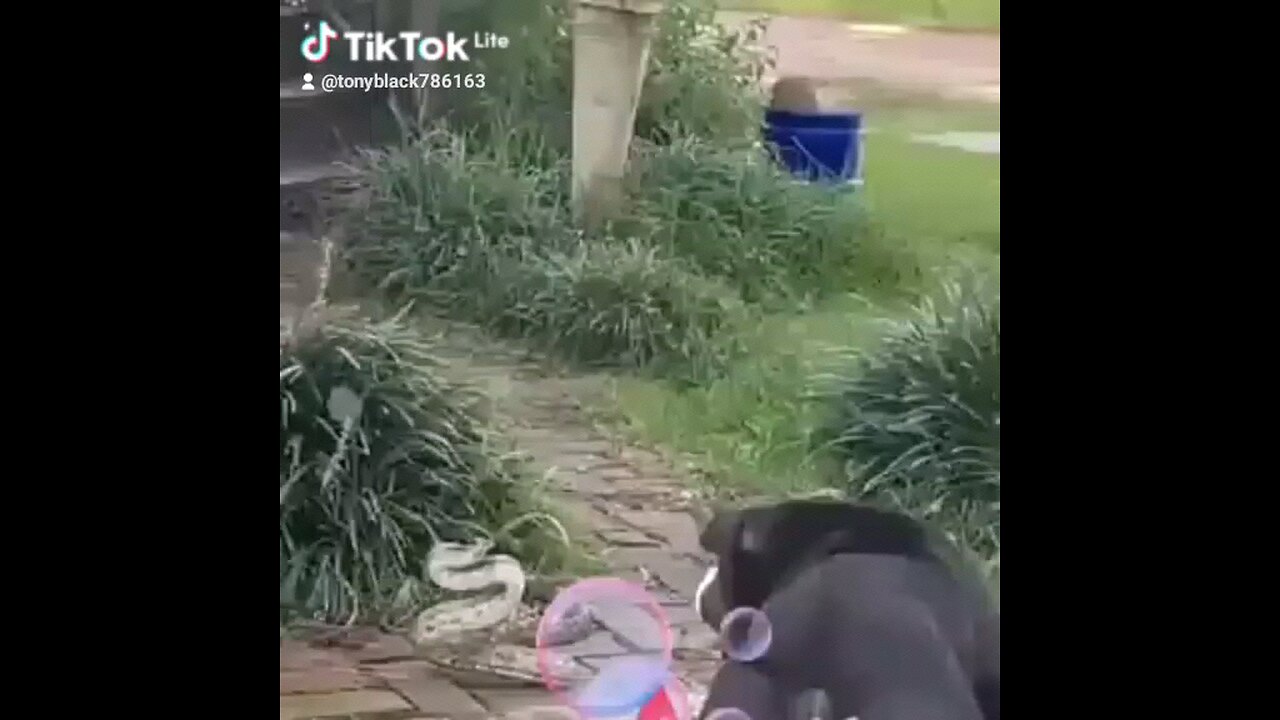 dog vs snake fight to death👀