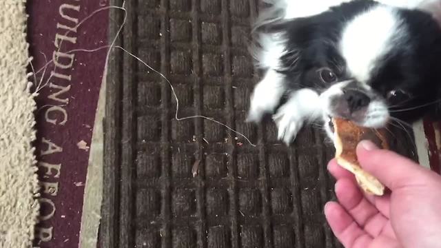 Unexpected Puppy Pizza Thief