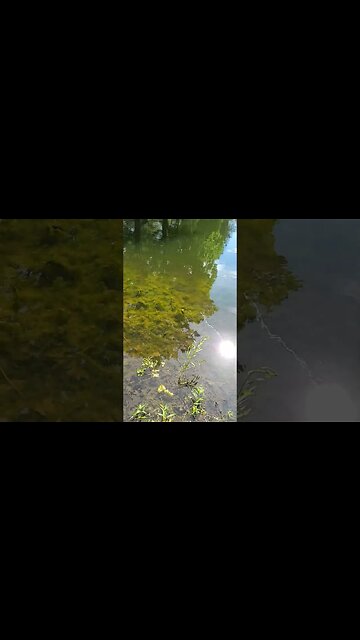 THE BIGGEST TADPOLE I'VE EVER SEEN! #SHORTS