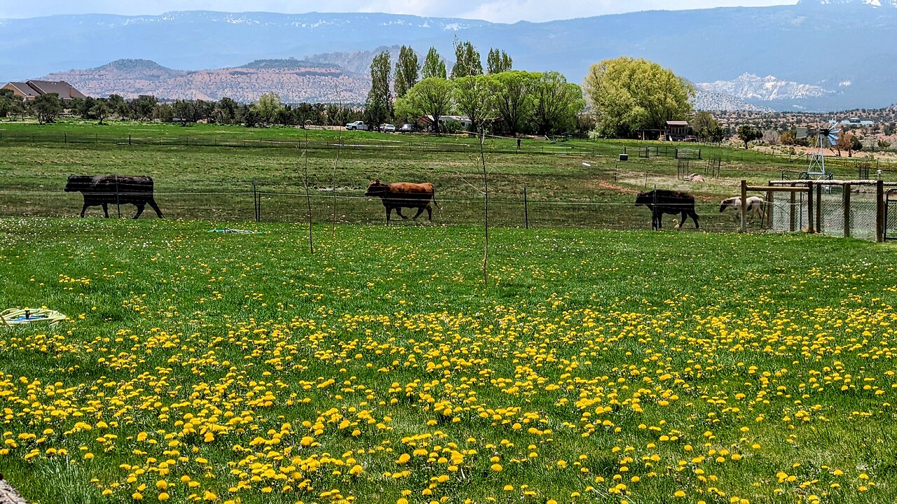 Cute Stampede