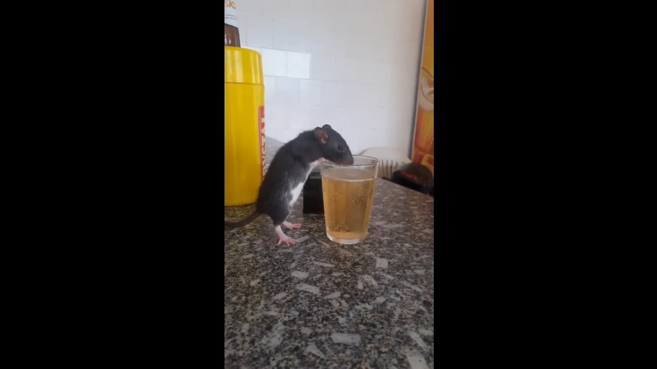 rats drinking beer funny mouse funny rat drinking beer