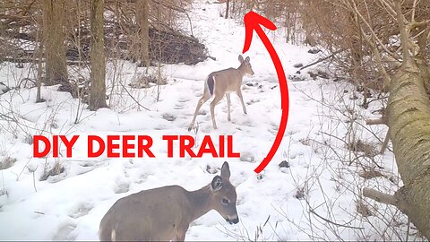 How To Make A Deer Trail