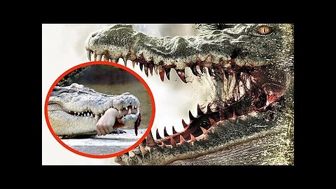 Top ten animals