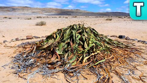 2000 Year Old Onion of the Desert