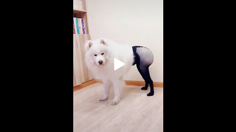 Funny Dog 🤣