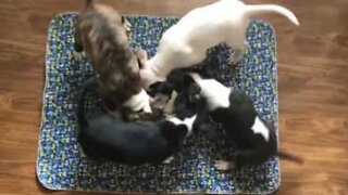 Cães bebés não param de rodar enquanto bebem água!