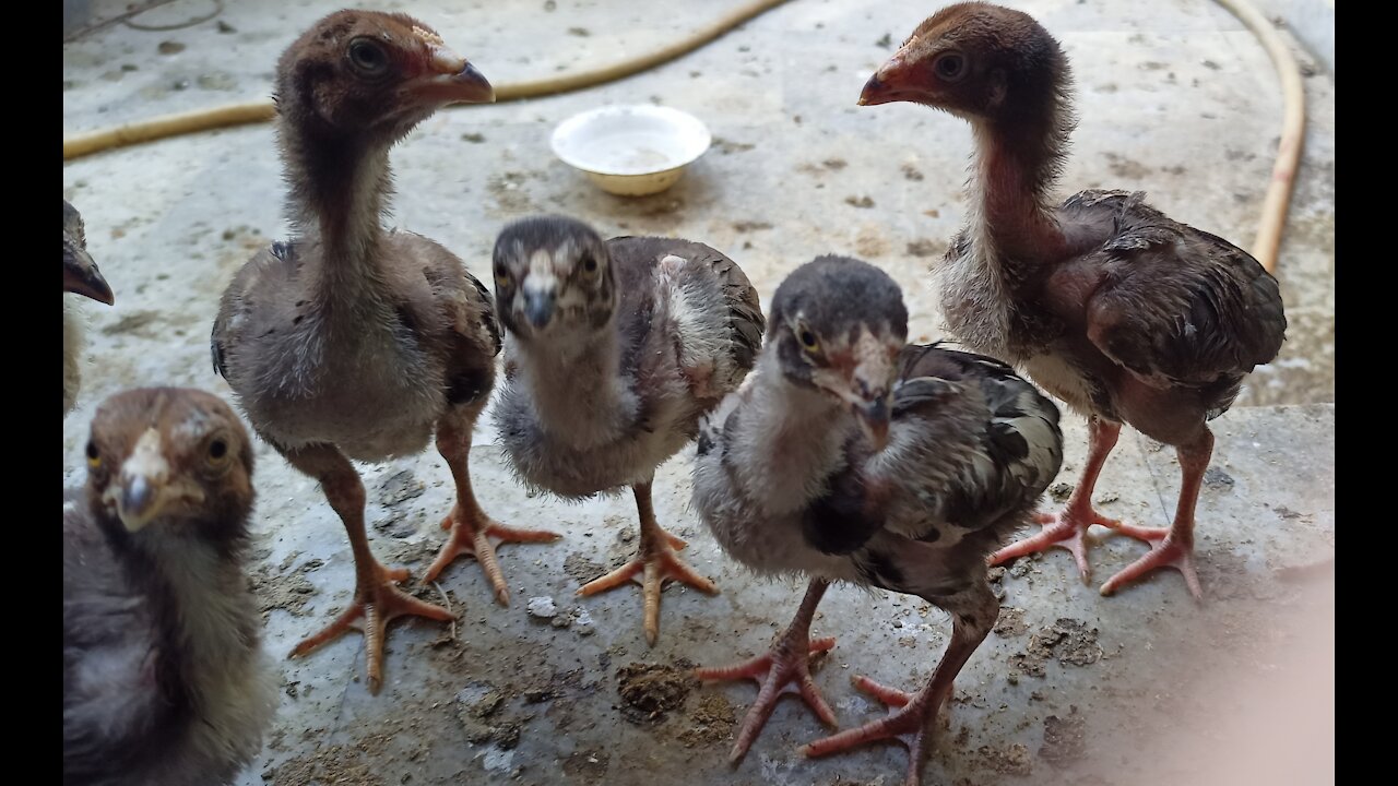 Beautiful aseel birds - Man giving feed to aseel birds - Birds eating food