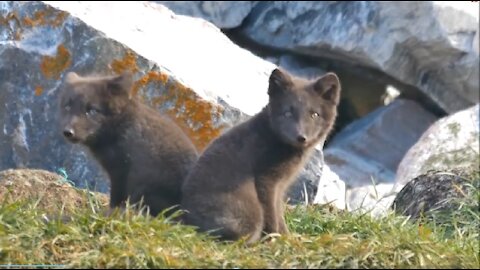 Arctic Fox Pups Playing In The Wilderness | Wild Foxes Puppies